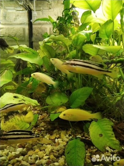 Цихлида лабидохромис, мальки Еллоу