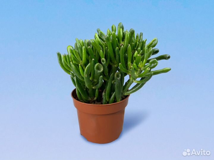 Крассула Овата Хоббит 10/15