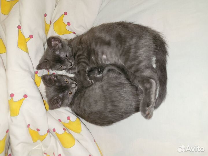 Котята в добрые руки с доставкой)