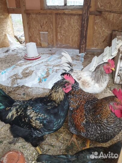 Куры петухи