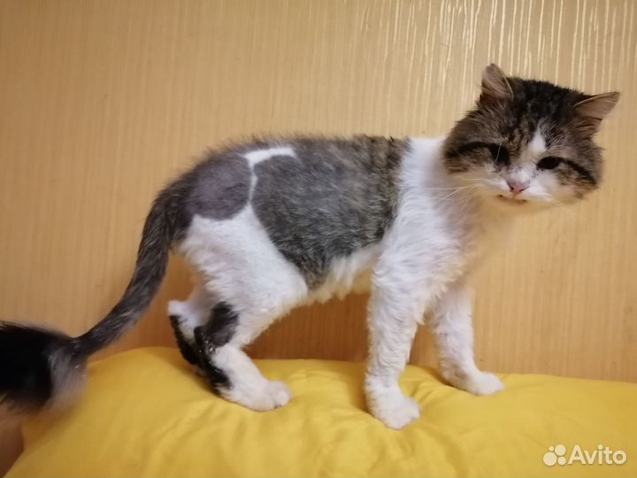 Отдам бесплатно кот