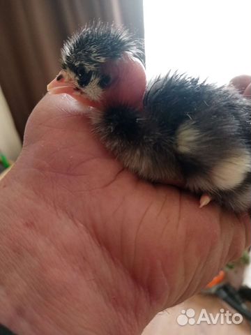 Инкубационное яйцо