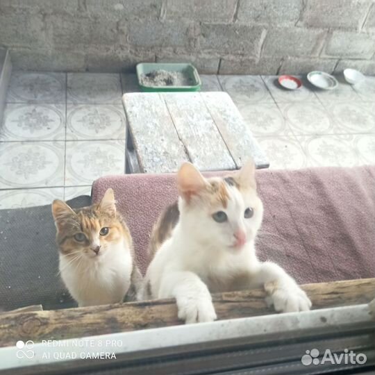 Котенок от мышеловки