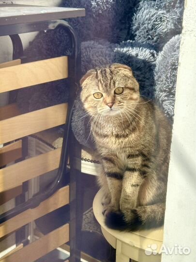 Шотландский вислоухий кот для вязки