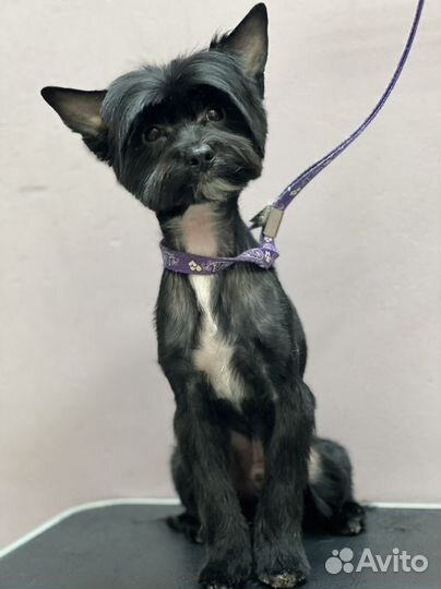 Груминг обучение