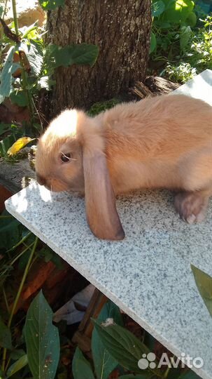 Кролик французский баран на племя