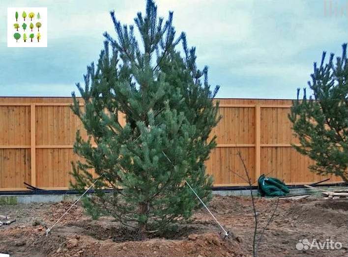 Крупномеры сосны с гарантией