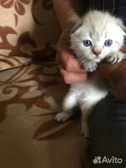 Шотландские котята