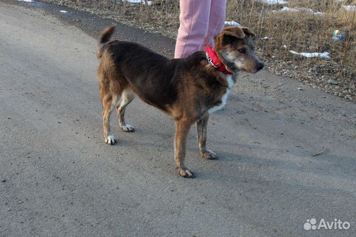 Нескучная собака в добрые руки