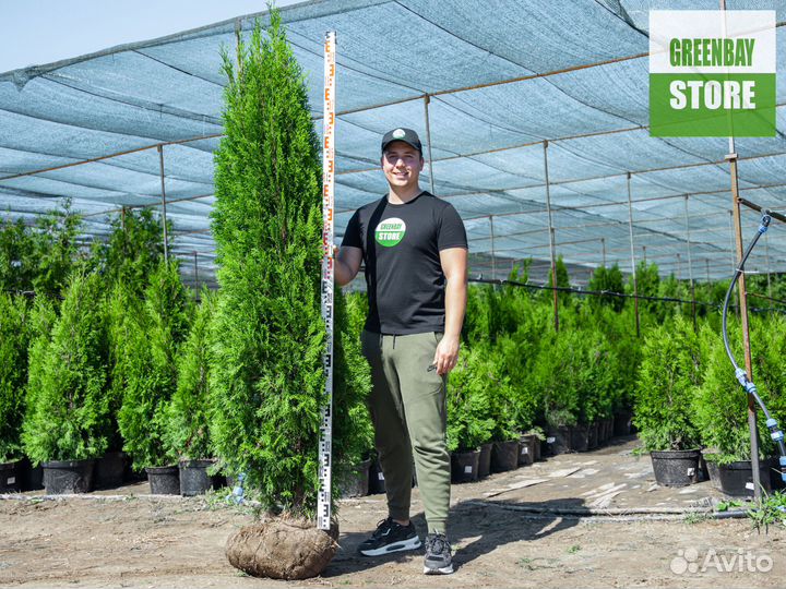 Туя смарагд 180 см