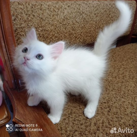 Котята в добрые руки бесплатно