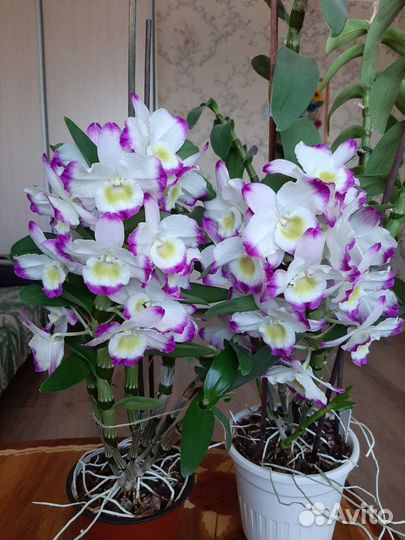 Дендробиум