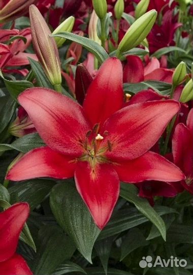 Лилии луковицы