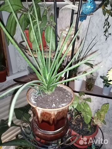 Сансы и хойи