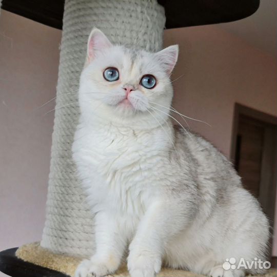 Британская кошечка золотой колор пойнт