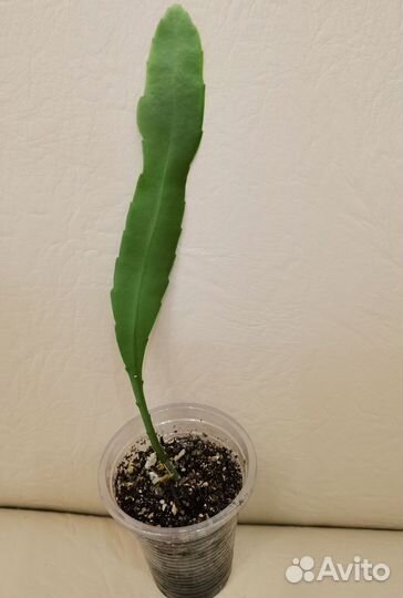 Лесные кактусы