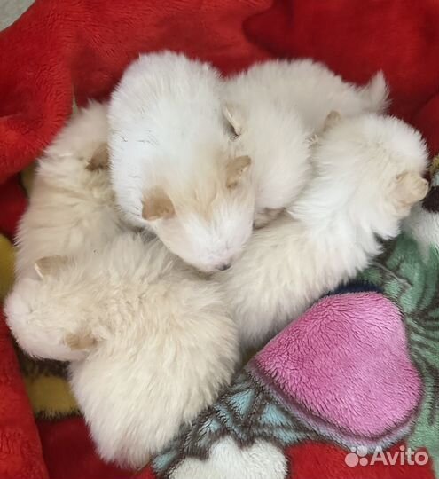 Щенки померанского шпица