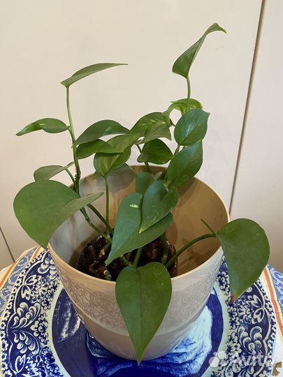 Сциндапсус золотистый