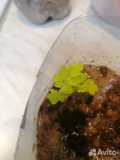 Пиретрум. Многолетняя ромашка или хризантема сад