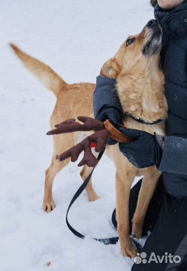 Красавица Лика ждёт в приюте