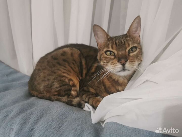 Бельганская кошка