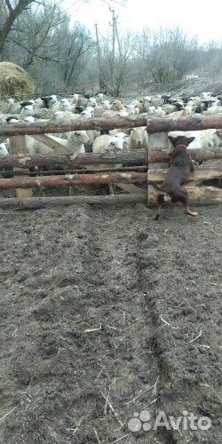 Овцы, бараны