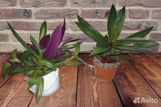 Традесканция покрывальчатая рео