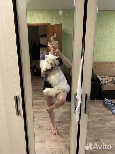 Кот мейн-кун