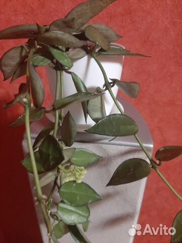 Хойя лакуноза