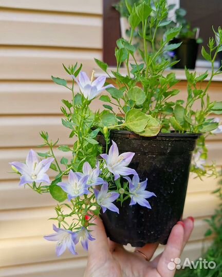 Семена кампанулы. 10 шт