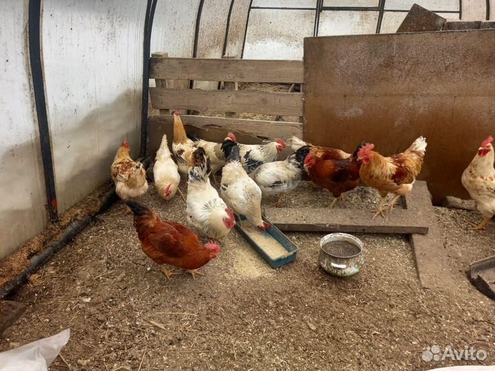 Петушки домашние