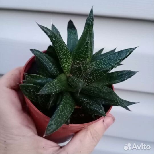 Алоэ вера, алоэ остистое