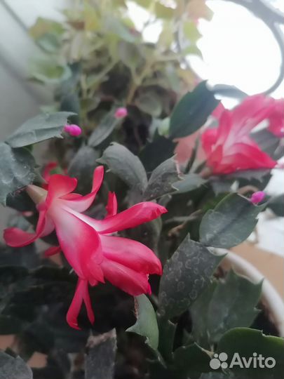 Декабристы и амарилисы