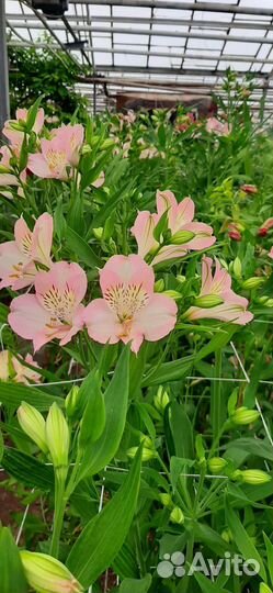 Альстромерия