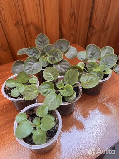 Фиалка фиолетовая