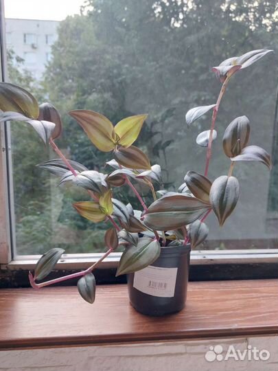 Традесканция зебрина