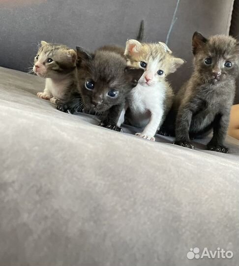 Котята в добрые руки бесплатно