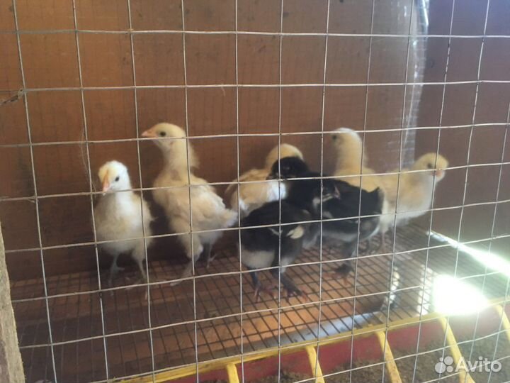 Цыпленок бресс гальский, маран