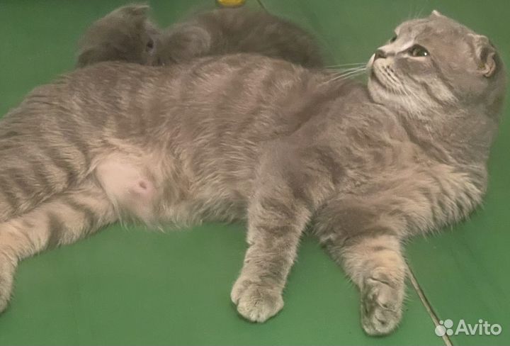 Британская вислоухая кошка