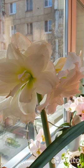 Амаралис Альфреско