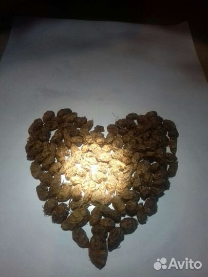 Земляной миндаль,чуфа,тигровый орех