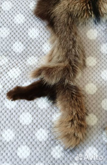 Мех енота шкура