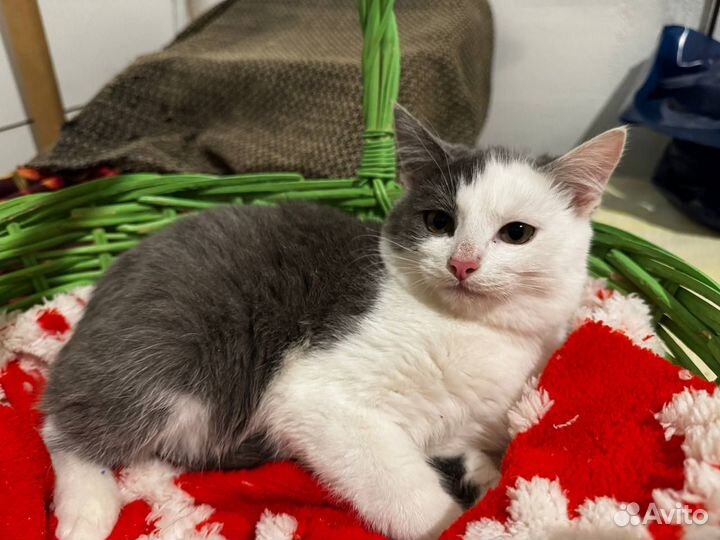 Котята 4 месяца