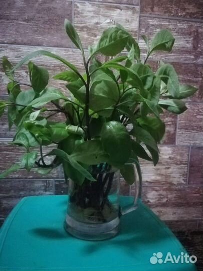 Джинура прокумбенс