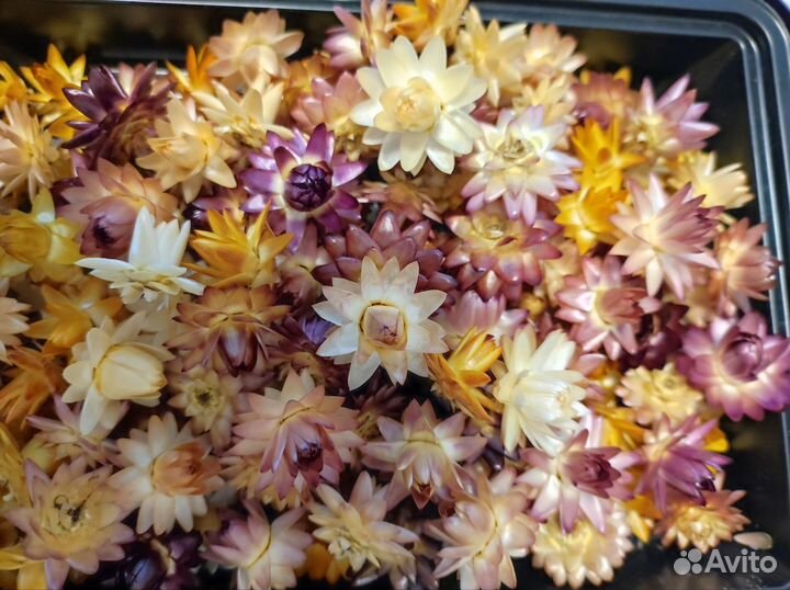 Цветы сухоцветы