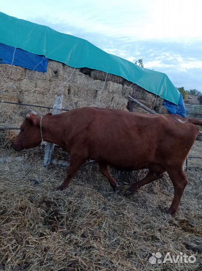 Корова дойная