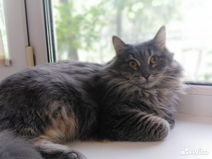 Кошка в дар