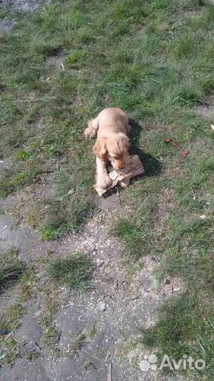 Кокер спаниель