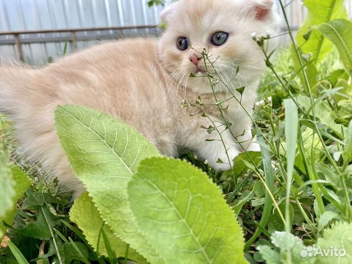 Шотландские котята