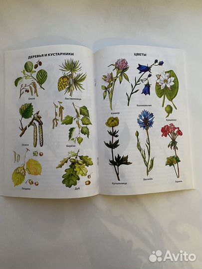 Книга о растениях для школьников 6 класс